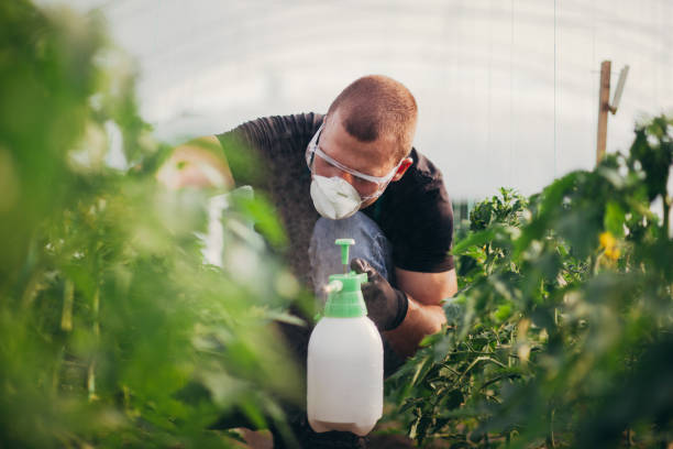 istock Farmer working in the vegetable garden 959501958