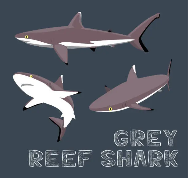 Vector illustration of Grey Reef Shark Cartoon Vector Illustration