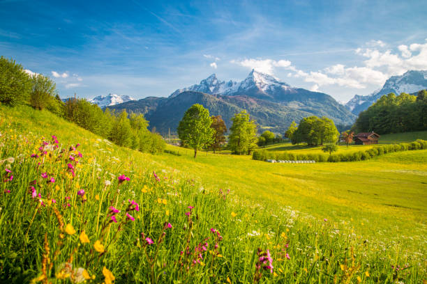 istock Idyllic mountain scenery in the Alps with blooming meadows in springtime 959502422