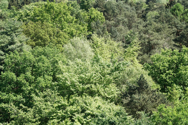 istock aerial view of german mixed forest in spring 959503812
