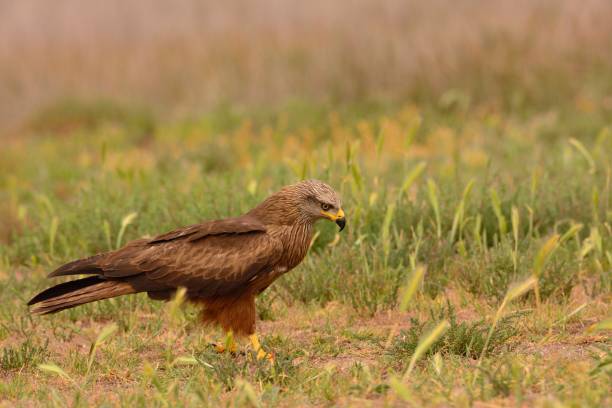 Black kite Black kite, Milvus migrans perched in the countryside. milvus migrans stock pictures, royalty-free photos & images