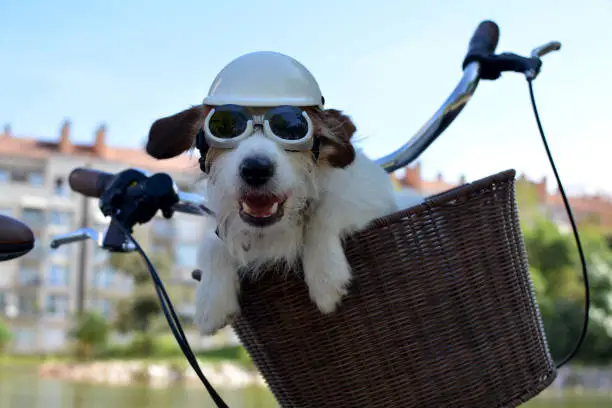 JACK RUSSELL DOG SITTING IN A BIKE BASKET ON SUMMER DAYS WEARING AN HELMET AND SUNGLASSES