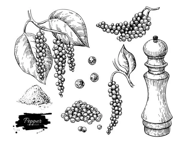 Vector illustration of Black pepper vector drawing set. Peppercorn heap, mill, dryed seed, plant, grounded powder.
