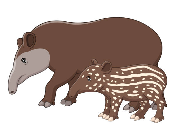ilustraciones, imágenes clip art, dibujos animados e iconos de stock de madre y bebé tapir - tapir