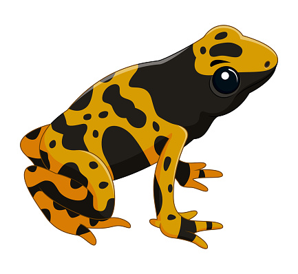 Vector illustration of Poison dart frog isolated on white background