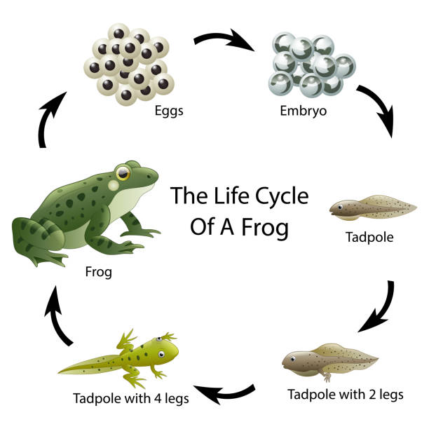illustrazioni stock, clip art, cartoni animati e icone di tendenza di il ciclo di vita di una rana - frogspawn