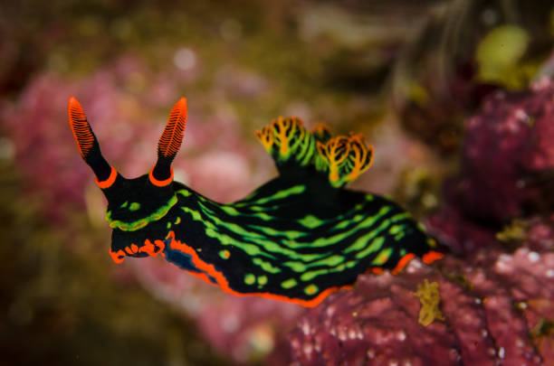 nudibranche  - nudibranch photos et images de collection