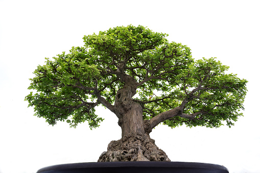 Bonsai tree in a pot on a white background.