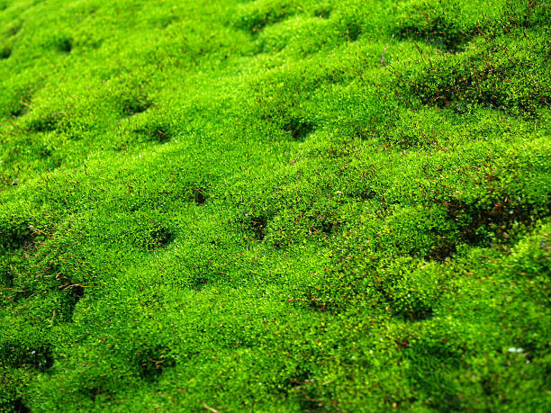 istock green moss cover on the rock texture background 959519850