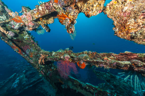 istock Coral reef off coast of Bali 959522352