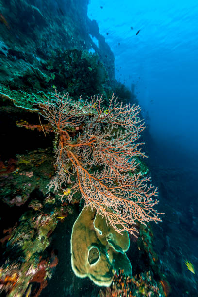 istock Coral reef off coast of Bali 959522830