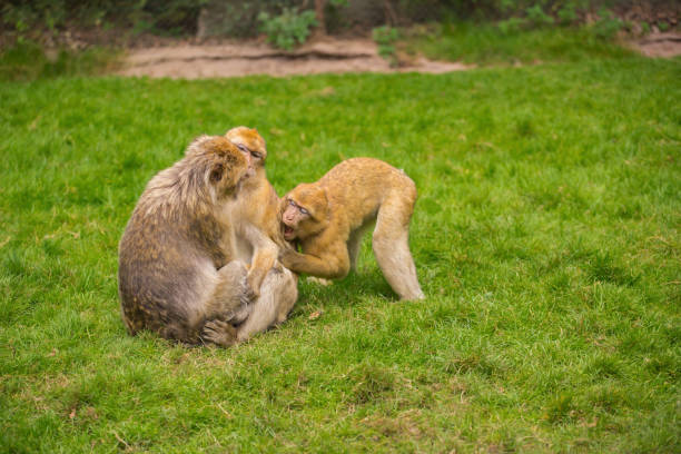 istock Three monkeys are playing on a green meadow 959523110