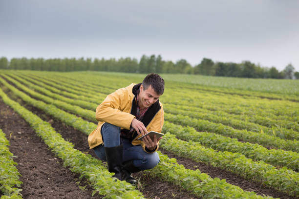 istock Farmer with tablet in soybean field 959523218