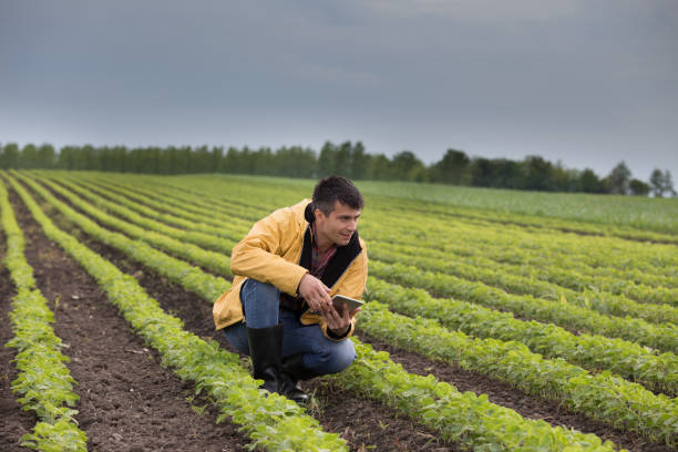 istock Farmer with tablet in soybean field 959523226