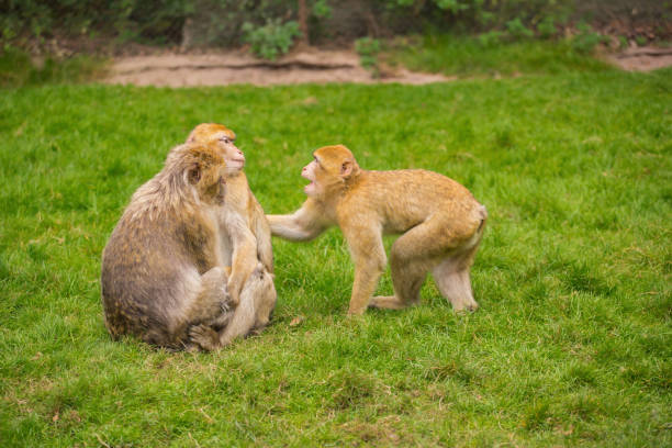 istock Three monkeys are playing on a green meadow 959523262