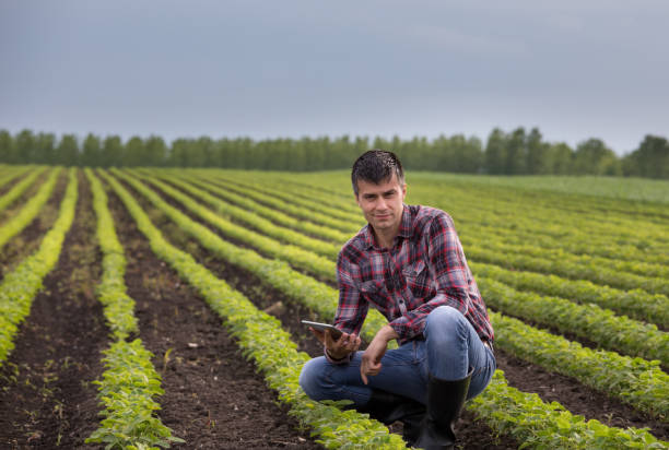 istock Farmer with tablet in soybean field 959523282