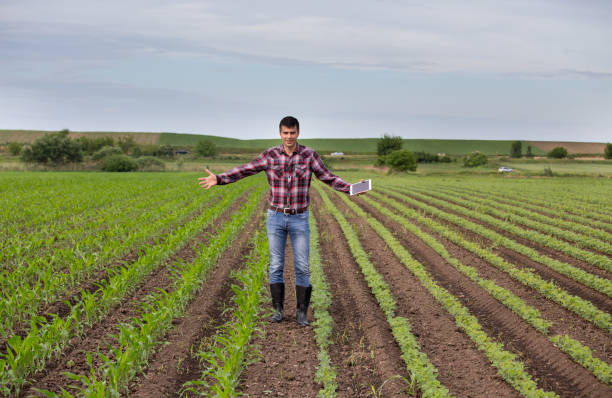 istock Farmer with tablet in corn and soybean field 959526006