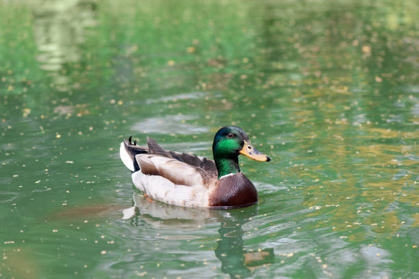istock Duck on the lake in the zoo 959526134