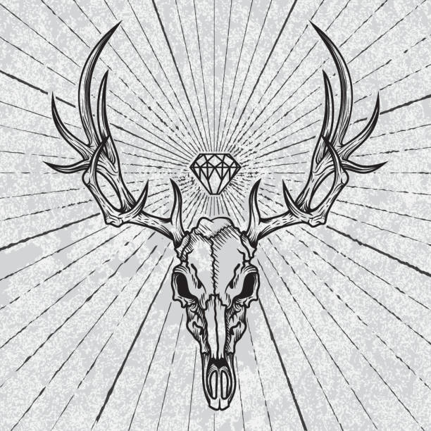 illustrations, cliparts, dessins animés et icônes de crâne de cerf à la gravure technique graphique. - deer skull