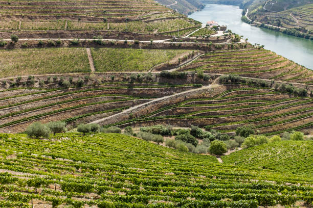istock Douro Valley in Portugal 959527058