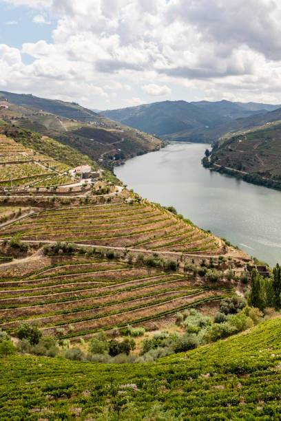 istock Douro Valley in Portugal 959527168