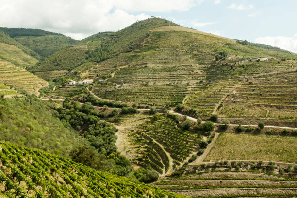 istock Douro Valley in Portugal 959527446