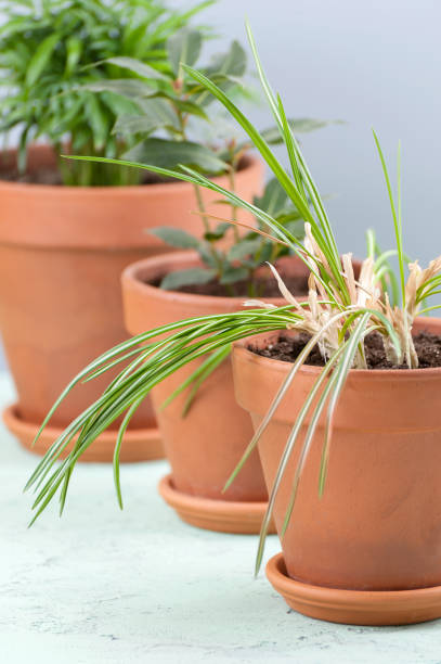 istock Three potted plants in clay pots. 959527528