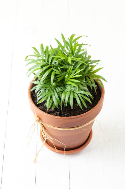 Indoor green plant Chamaedorea in a clay terracotta pot. stock photo