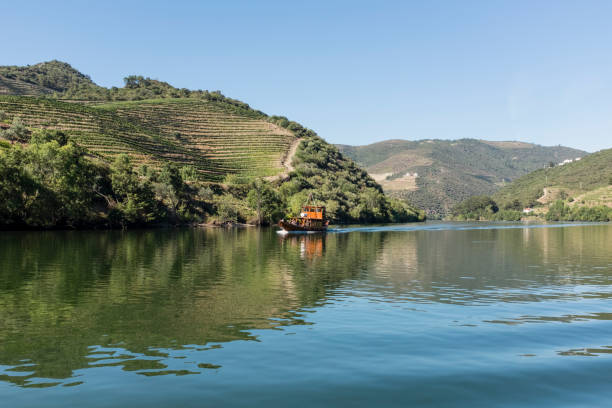 istock Rabelo on Douro River, Portugal 959528604