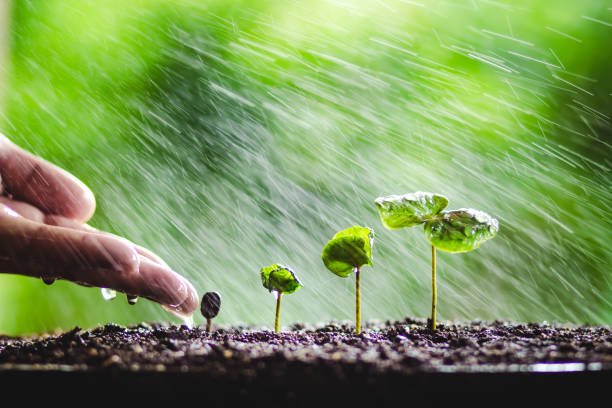 istock Green tree planting Tree growth Hands watering In the natural background 959530890