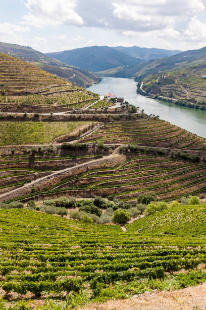 istock Douro Valley in Portugal 959531096