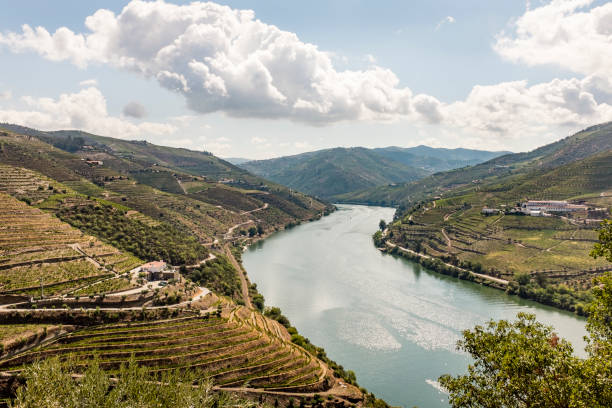 istock Douro Valley in Portugal 959532028