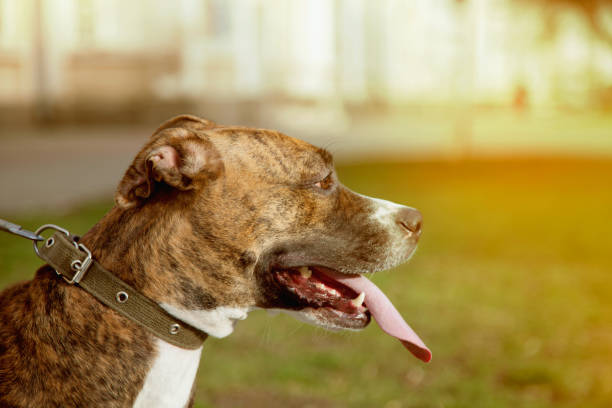 istock dog on a leash, for a walk, Staffordshire terrier 959532206