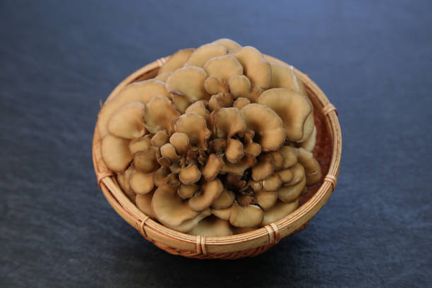 istock Hen of the Woods 959537732
