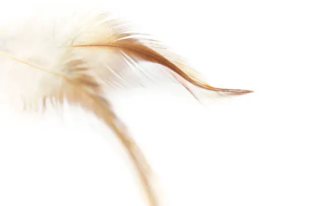 Photo of White background with beige feathers
