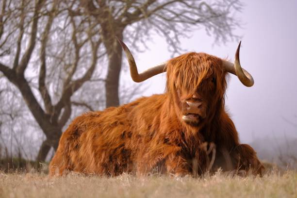 istock Scottisch Highlander, wildlife, animal 959542302