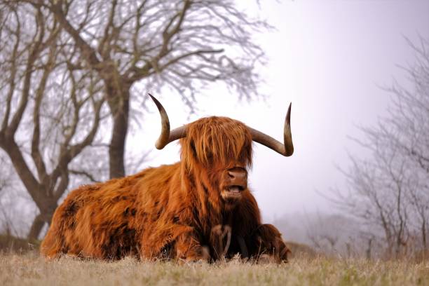 istock Scottisch Highlander, wildlife, animal 959542340