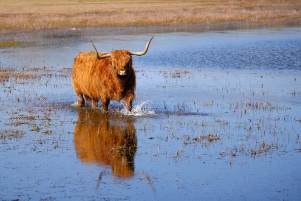 istock Scottisch Highlander, wildlife, animal 959542498