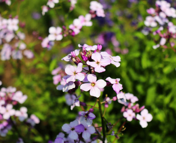istock Night flowers violet spring gentle Matthiola longipetala background known as night-scented stock or evening stock. Flower especially grown for a beautiful evening and night scent. Nature concept 959542926