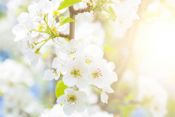 istock Apple blossoms spring flowers over blue sky 959542928