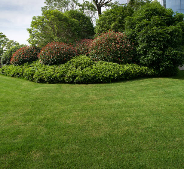 istock Green city park 959543952