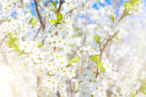 istock Beautiful cherry blossoms white flowers in spring time in sunny day 959547264