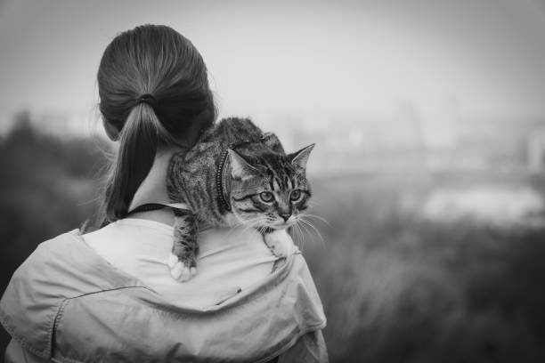 istock Cat on a leash. A girl is walking with a cat that sits on her shoulder 959555068