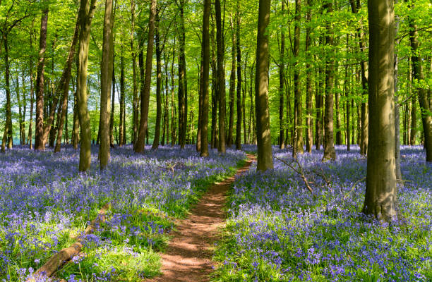 istock Bluebells In An English Beechwood 959555392