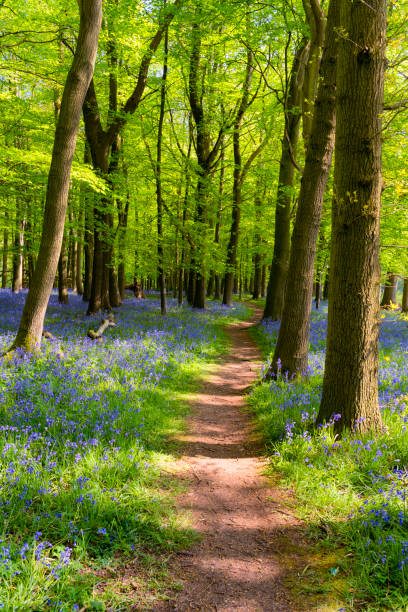 istock Bluebells In An English Beechwood 959555396