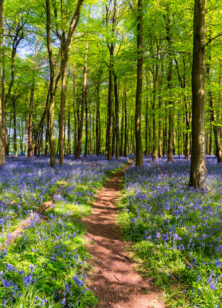 istock Bluebells In An English Beechwood 959555440