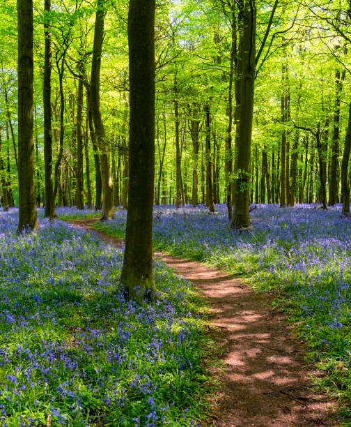 istock Bluebells In An English Beechwood 959555548