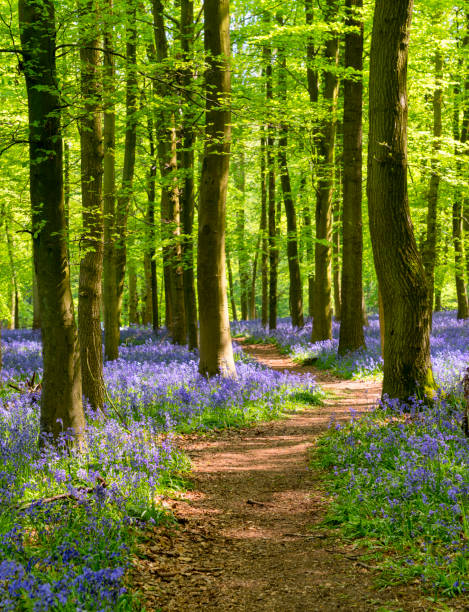 istock Bluebells In An English Beechwood 959555600