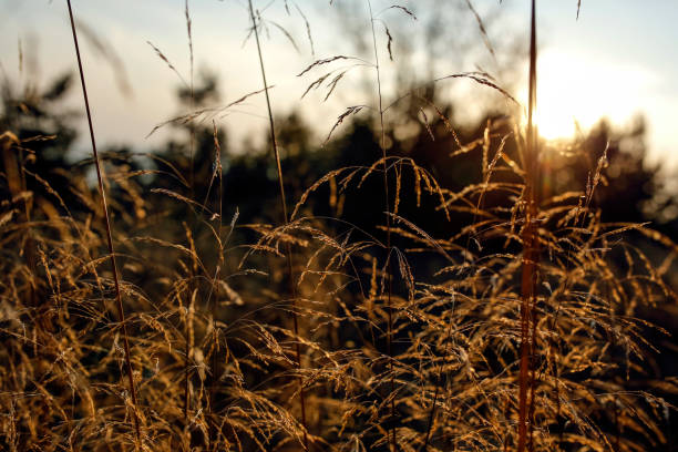 istock blades of grass with backlight of the setting sun 959556086