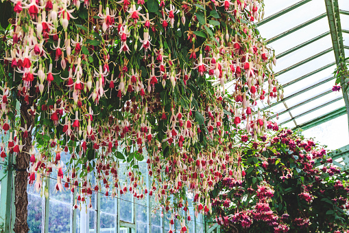 Beautiful blooming Geranium and fuchsia plants. Royal Greenhouses of Laeken in Belgium.